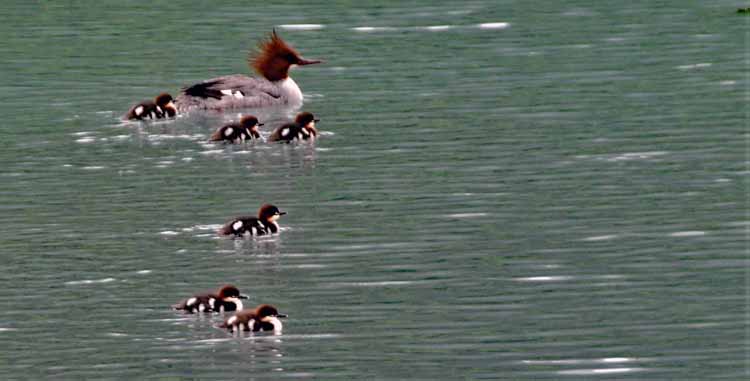 merganser family